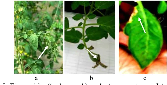 Gambar 5 Tipe gejala (tanda panah) pada tanaman tomat Intrend hasil ujipatogenisitas a