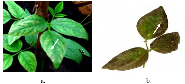 Gambar 6 Tipe gejala (tanda panah) pada famili Solanaceae yang terinfeksi olehC. michiganensis subsp