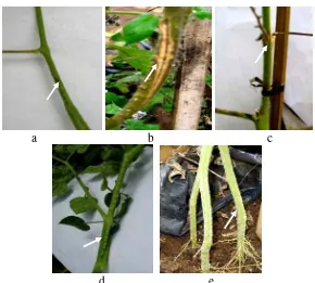 Gambar 11 Tipe gejala (tanda panah) pada batang berbagai varietas tomat: a.batang kecoklat-coklatan (Synta), b