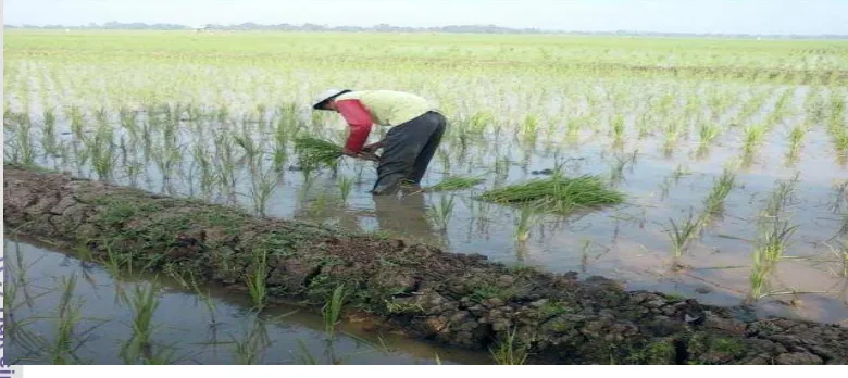 Gambar 7.  Kegiatan Penyulaman di Desa Jatimulya Tahun 2010 