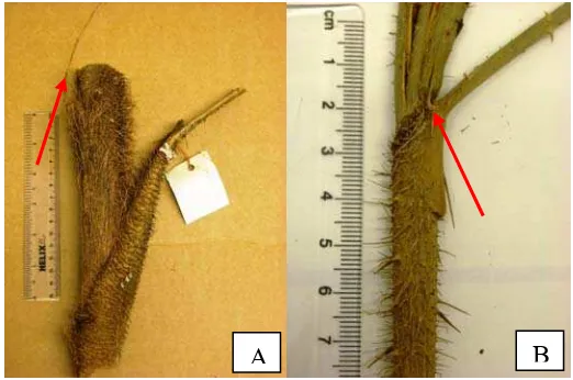 Figure 2  Leaf sheath of  Calamus perpendiculus               Leaf sheath of   shows vestigial   flagellum  (A);   Calamus rosetus shows distinct pair of spines on  the  leaf                    sheath mouth (B)