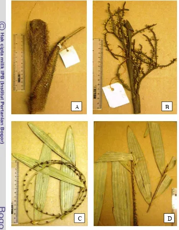 Figure 6 Calamus perpendiculus Rustiami. A. Portion of stem with leafsheath  