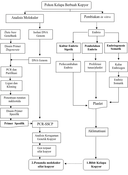 Gambar 1.1  Bagan alur kerangka penelitian teknik pembiakan  in vitro   dan analisis molekuler pada tanaman kelapa kopyor