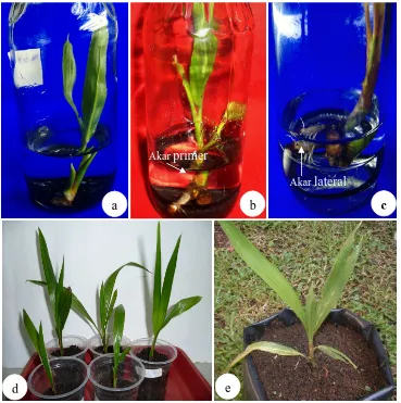 Gambar 3.4 Proses pertumbuhan planlet kelapa kopyor asal kultur embrio sebelum dan sesudah aklimatisasi