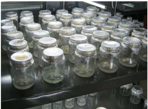 Gambar 4. Kondisi umum planlet di Laboratorium Kultur Jaringan Kelompok Peneliti Biologi Sel dan Jaringan, BB-Biogen