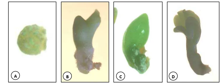 Gambar 7. Tahap pendewasaan embrio somatik jeruk siam Pontianak, (a) fase globular, (b) fase hati, (c) fase torpedo, (d) dan fase kotiledon