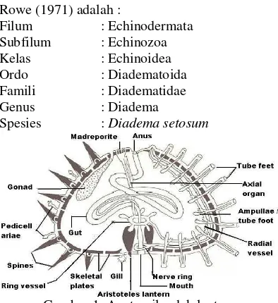 Gambar 1. Anatomilandak laut 