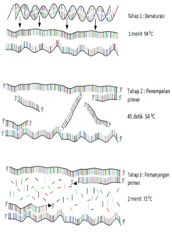 Gambar 2 Tahapan umum PCR meliputi (1)  denaturasi, (2) penempelan primer, (3)  perpanjangan primer  (Vierstraete & Vanfleteren 1999)