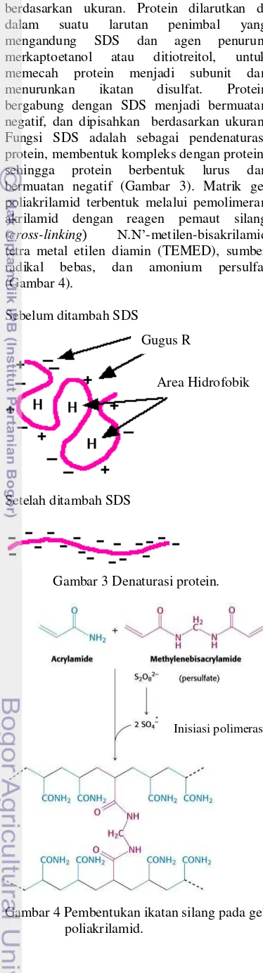 Gambar 3 Denaturasi protein.  