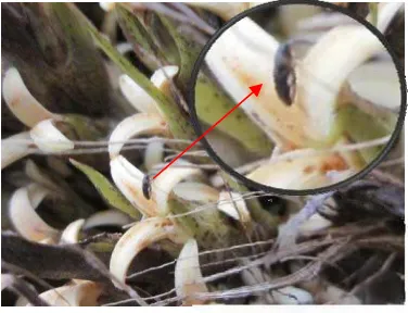 Gambar 1  Bunga betina reseptif kelapa sawit. Tanda panah menunjukkan Elaeidobius kamerunicus