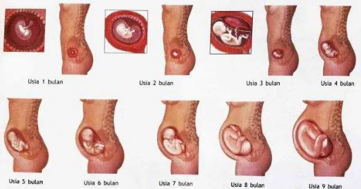 Gambar. Pertumbuhan dan Perkembangan Janin dalam Rahim 