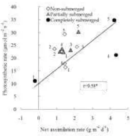 Figure 2. Relationship between net assimilation rate during submergence and photosynthetic rate after 37 d submergence in a pot experiment