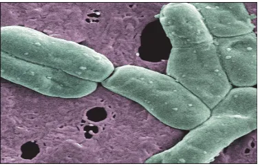 Gambar 2 Bakteri asam laktat (Claesson et al.2006) 