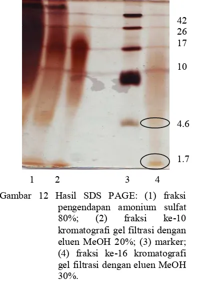 Tabel 1 Ringkasan purifikasi bakteriosin Kadar 
