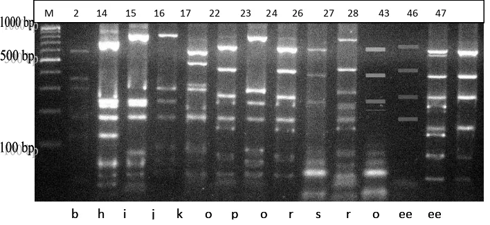 Gambar 2. Elektroforegraf Gel Agarosa Hasil Pemotongan Gen 16S-rRNA 