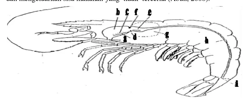 Gambar 4. Bagian dari Anatomi Tubuh Udang (Usus) yang Diteliti (Yudha, 2005) 