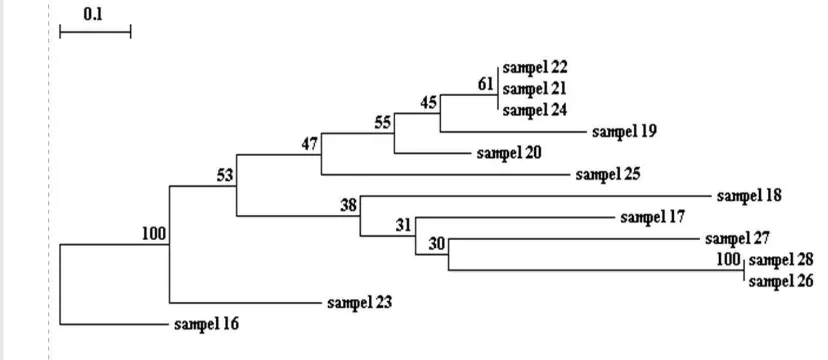 Gambar 6a. Pohon filogenetika pengelompokan isolat bakteri asal usus udang umur 1 bulan berdasarkan pola ARDRA