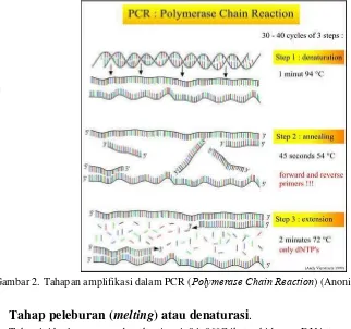 Gambar 2. Tahapan amplifikasi dalam PCR (Polymerase Chain Reaction) (Anonim 2009). 