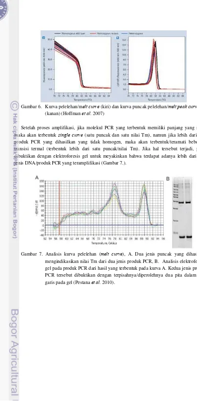 Gambar 7. Analisis kurva pelelehan (melt curve), A. Dua jenis puncak yang dihasilkan 