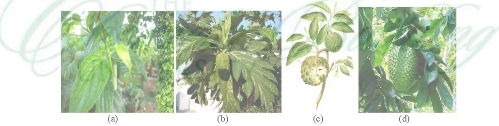 Gambar 1  (a) Piper betle L. (b) Artocarpus camansi (c) Annona squamosa, (d) Annona mouricata  