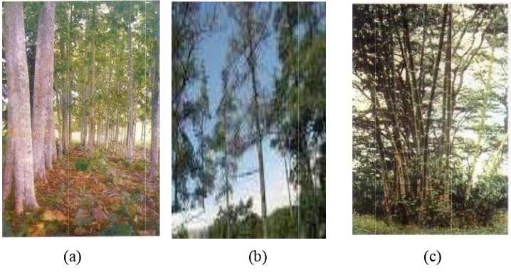 Gambar  2  Beberapagrandis Ltali ( Giga bahan asaL.f.), (b)  Pogantochloa apal kayu dan ohon pinus (pus)