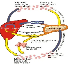 Gambar 1. Mekanisme kerja insulin dan glukagon. 