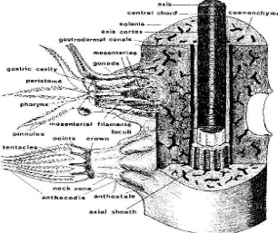 Gambar 2.  Penampang vertikal polip karang lunak (Bayer, 1956 dalam Manuputty, 2002) 