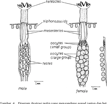 Gambar  4.   Diagram ilustrasi polip yang mengandung gonad jantan dan betina dari Lobophytum crassum