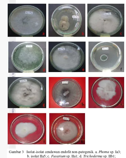 Gambar 3   Isolat-isolat cendawan endofit non-patogenik. a. Phoma sp. Ia3;  