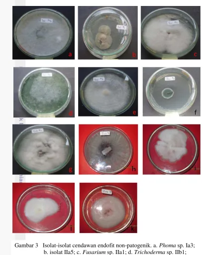 Gambar 3   Isolat-isolat cendawan endofit non-patogenik. a. Phoma sp. Ia3;  