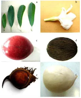 Gambar 2. Bagian-bagian dari pohon bintaro (a) daun, (b) bunga, (c) buah dengan kulit,                      (d) buah tanpa kulit, (e) biji dengan kulit biji dan (f) biji tanpa kulit biji 