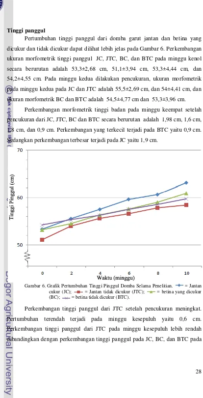 Gambar 6. Grafik Pertumbuhan Tinggi Pinggul Domba Selama Penelitian. 