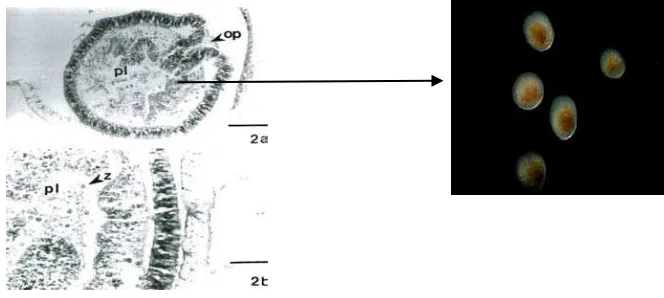 Gambar 4. Irisan histologi gonad Goniastrea aspera (Sakai. 1997) 