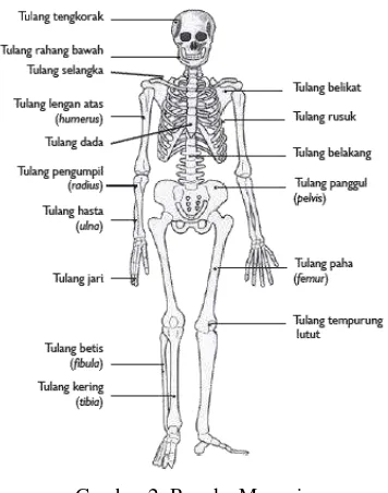 Gambar 2. Rangka Manusia 