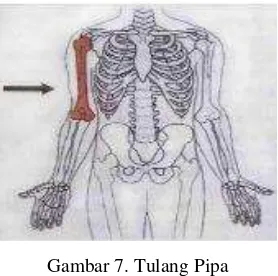 Gambar 6. Tulang Anggota Gerak 