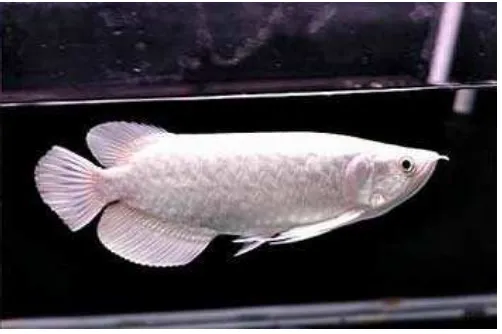 Gambar 2. Contoh Ikan Arwana Platinum 