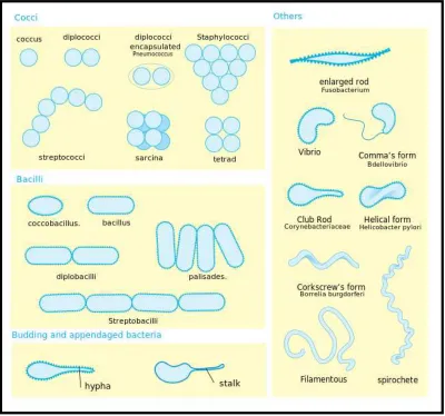 Gambar 2.1 Morfologi Bakteri15 