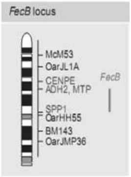 Gambar 1 Posisi gen BMPR-1B pada kromosom 6 pada domba (Lord et al. 1996;                  Lumsden et al