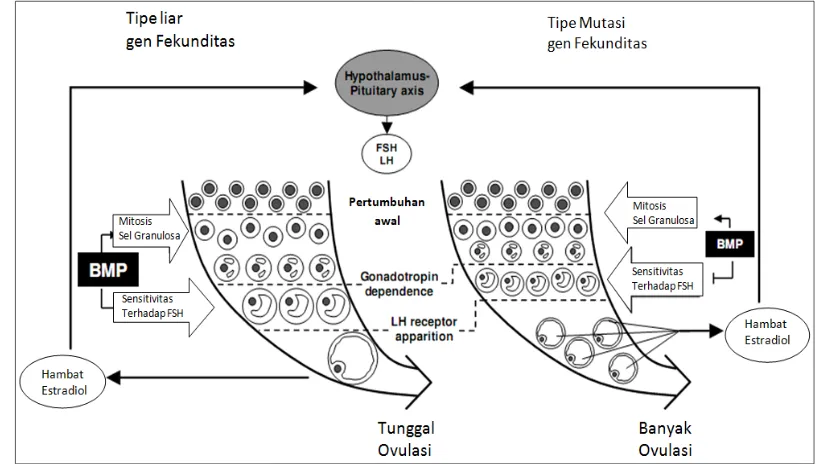 Gambar 6 Dampak gen fekunditas terhadap mekanisme follikulogenesis dan tingkat ovulasi pada domba (Fabre et al