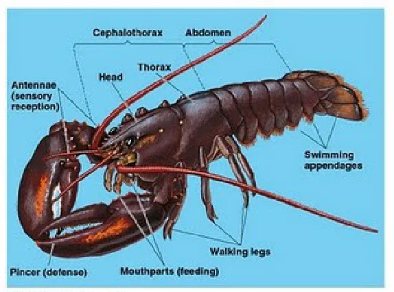 Gambar : Struktur morfologi hewan Crustacea
