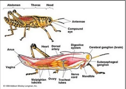 Gambar : Struktur morfologi dan anatomi belalang