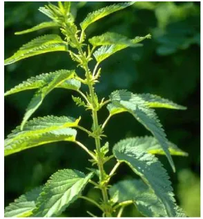 Gambar 3. Jelatang (Urtica dioica L.) (American Herbal Pharmacopoeia 2009) 