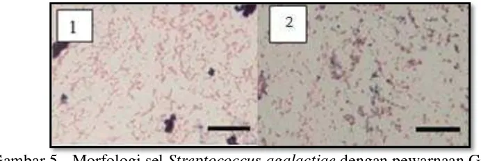Gambar 5  Morfologi sel Streptococcus agalactiae dengan pewarnaan Giemsa.  