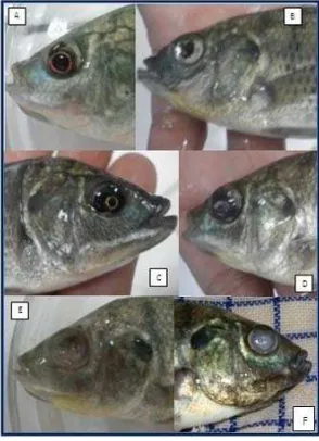 Gambar 11 Perubahan yang terjadi pada organ mata ikan nila; A. normal; B. mata mengkerut, C