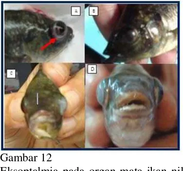 Gambar 14  Perubahan yang terjadi pada tubuh ikan nila; A. warna tubuh pucat; B 