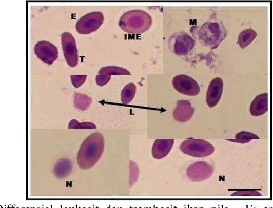Gambar 17 Differensial leukosit dan trombosit ikan nila.  E: eritrosit, IME: 