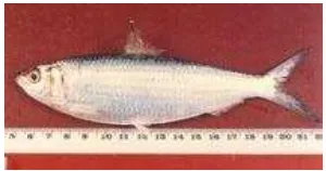 Gambar 1  Ikan tembang (Sardinella fimbriata) Sumber: Fishbase (2010) 