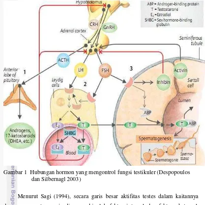 Gambar 1  Hubungan hormon yang mengontrol fungsi testikuler (Despopoulos 