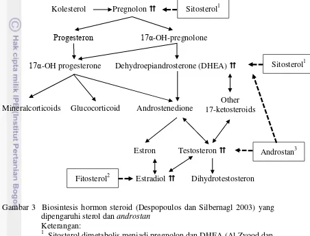 Gambar 3  Biosintesis hormon steroid (Despopoulos dan Silbernagl 2003) yang 