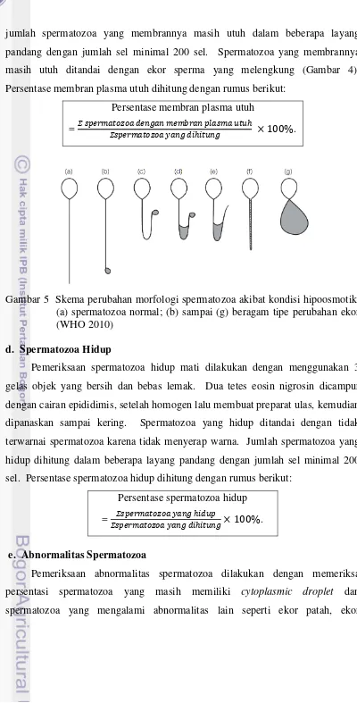 Gambar 5  Skema perubahan morfologi spermatozoa akibat kondisi hipoosmotik. 
